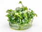 Preview: Welliges Blatt - Bucephalandra pygmaea ´Bukit Kelam´ in vitro